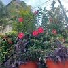 grace_douridas